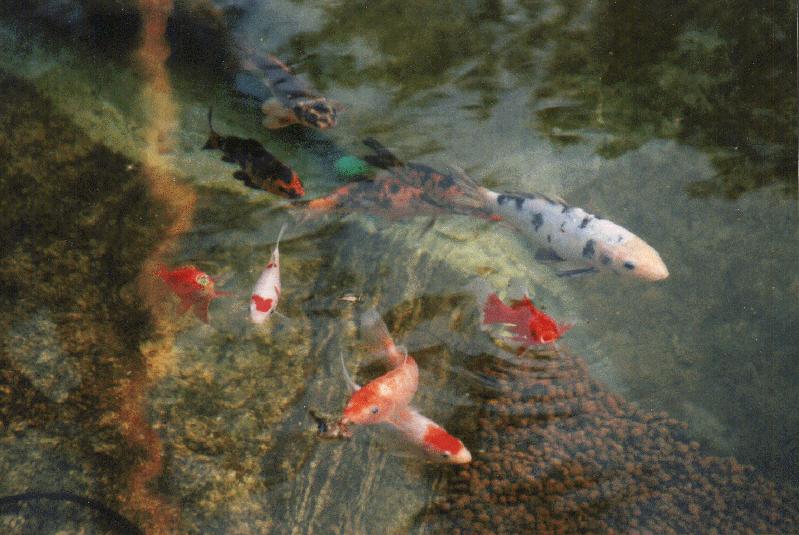 [Baby kois in 1997]